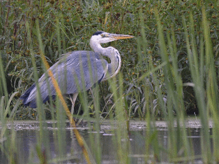  Silver Heron
