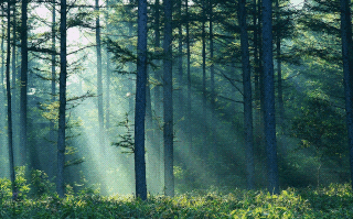 Разрушение и гибель таежной биоты