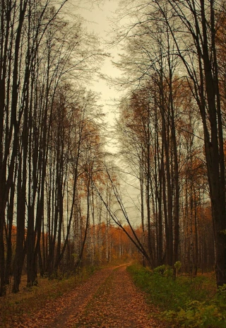  Природа Закостромья