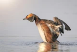 Водоплавающие птицы семейства утиных чомга