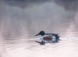 Водоплавающая птица. Фото Элвис Антсон
